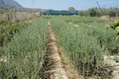 Ελιές - Olive Trees - Anastasopoulos Nurseries