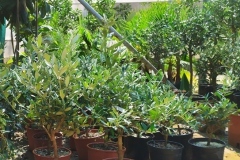 Ελιά - Olive Trees - Anastasopoulos Nurseries