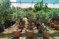 Ελιά (σπειροειδής) - Olive Trees (spiral) - Anastasopoulos Nurseries