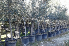 Ελιά - Olive Trees - Anastasopoulos Nurseries