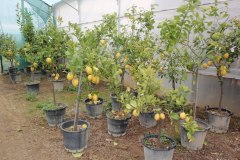 Λεμονιά - Lemon Trees  - Anastasopoulos Nurseries