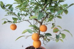 Μανταρινιά - Tangerine Tree - Anastasopoulos