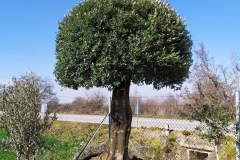 Διαμορφωμένες ελιές - Olive trees - Φυτώρια Αναστασόπουλος