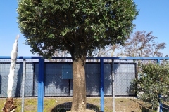 Διαμορφωμένες ελιές - Olive trees - Φυτώρια Αναστασόπουλος