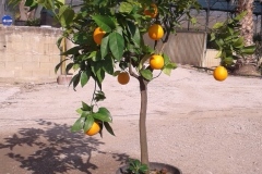 Πορτοκαλιά- Orange Trees  - Anastasopoulos Nurseries