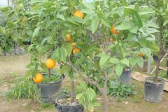 Πορτοκαλιά- Orange Trees  - Anastasopoulos Nurseries