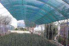 Ελιά  (PICUAL) - Olive Trees (PICUAL) - Anastasopoulos Nurseries